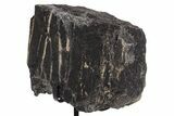 Fossil Sauropod Rib Bone Section w/ Metal Stand - Colorado #340122-1